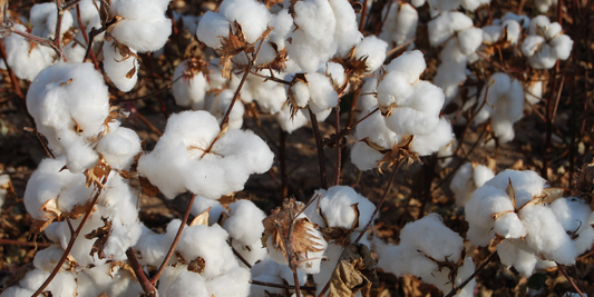 What is Turkish Cotton and Why You Need It in Your Home