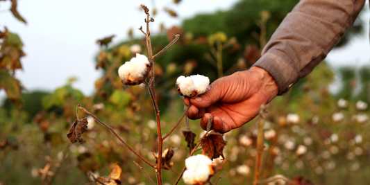 Turkish Cotton vs Egyptian Cotton and Other Cotton Types